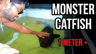 Catching MONSTER FISH in Cairns AUSTRALIA  Cairns Aquarium and Daintree Rainforest [upl. by Erehpotsirhc686]