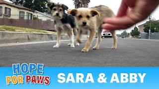 Dog rescue Sara amp Abby Please share and help us find them a loving forever home dogs [upl. by Esenahs]