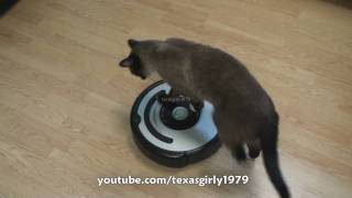 Cat shows HOW TO use iRobot Roomba Vacuum [upl. by Minetta]