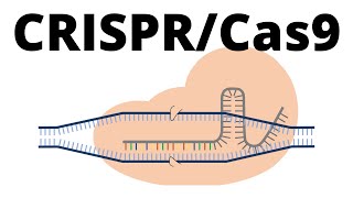 Genome editing with the CRISPRCas9 system [upl. by Einnahc]