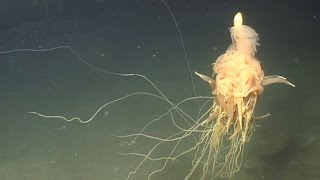 FLYING SPAGHETTI MONSTER SEA CREATURE [upl. by Drofla921]