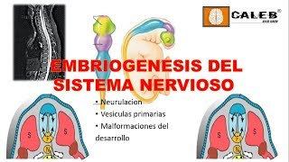 Neuroanatomía  Embriogénesis del Sistema Nervioso Part I [upl. by Assirram997]