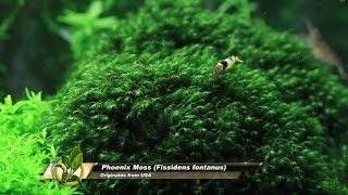 Phoenix Moss  Fissidens fontanus [upl. by Hime]