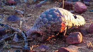 Pangolins The Most Trafficked Mammal In The World  The Lion Whisperer [upl. by Theressa218]