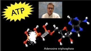 ATP Adenosine Triphosphate [upl. by Ybba]