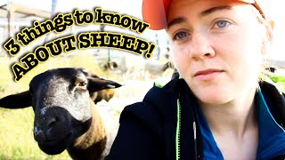 3 THINGS YOU NEED TO KNOW about Sheep  Dorper Sheep Farming [upl. by Ahsekam]