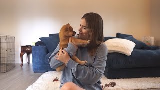 first 24 hours with my shiba inu puppy  VLOG [upl. by Ettenwahs]