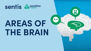 Areas of the brain [upl. by Row]