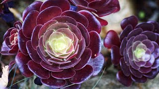 AEONIUM SUCCULENT PROPAGATION FROM CUTTINGS [upl. by Aufa134]