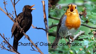 CHANTS dOISEAUX de FRANCE 30 chants [upl. by Kutchins]