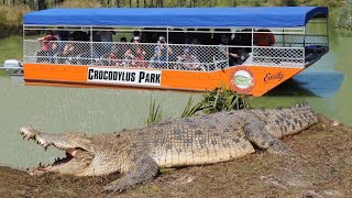 Giant Saltwater Crocodiles in Australia [upl. by Johppah]