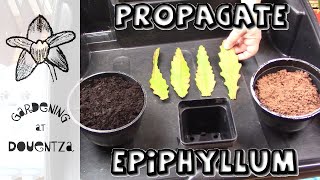 How to Propagate Epiphyllum [upl. by Haldes468]