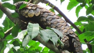 Black Bellied Pangolin The REAL Tree Pangolin [upl. by Ahsinut]