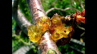 Maladies de l’arbre de citronnier [upl. by Ludeman]