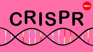 Experimenting with CRISPR Cas9 at Home [upl. by Trillbee528]