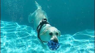 LABRADORS DIVE UNDER WATER WITH GOPRO INCREDIBLE [upl. by Azal]