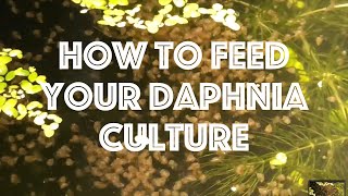 How To Feed Your Daphnia Culture [upl. by Marabelle30]