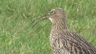 Curlew calling 3 [upl. by Rodolph]