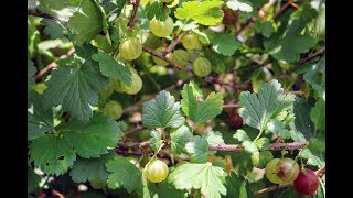 All About the Gooseberry A Wonderful Fruit [upl. by Leffert]