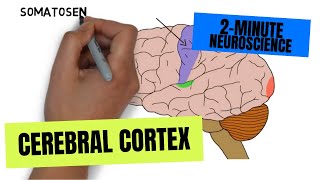 2Minute Neuroscience Cerebral Cortex [upl. by Gilba556]