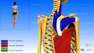 Lépaule ladduction les muscles adducteurs [upl. by Savell30]