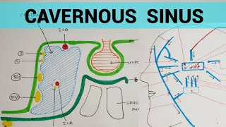 Cavernous Sinus  Head amp Neck [upl. by Westley]