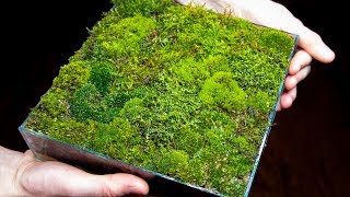 Making a Moss Garden from Scratch Satisfying amp Relaxing [upl. by Inat871]