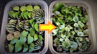 Peperomia Leaf Propagation in Soil [upl. by Ylsel]