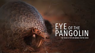 Eye of the Pangolin Pangolin Documentary in HD [upl. by Tomi185]