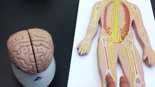 Peripheral Nervous System PNS lab models [upl. by Duane]