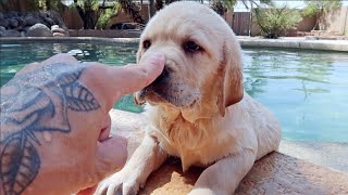 8 Labradors First Time Swimming [upl. by Marka]