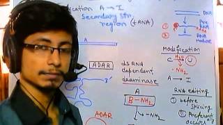 RNA editing adenosine to inosine [upl. by Vange]