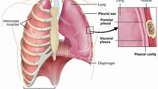 18Exploration fonctionnelle respiratoire EFR  Pneumo [upl. by Fredel]