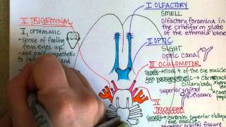 Cranial Nerves Part 1 [upl. by Annaerda]