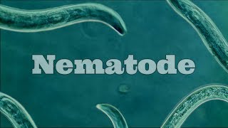 What Are Nematodes Nematode Under A Microscope [upl. by Ahsuat407]