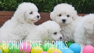 Bichon Frise Puppies [upl. by Nur]