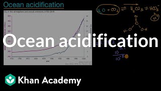 Ocean acidification  Biodiversity and human impacts  High school biology  Khan Academy [upl. by Kunz]