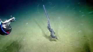 Stunning Siphonophore  Nautilus Live [upl. by Aurthur]