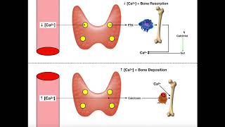 Regulation of Blood Calcium via PTH and Calcitonin [upl. by Enirahtak787]