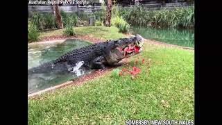 Cranky crocodile eats watermelon in one powerful bite [upl. by Luttrell]