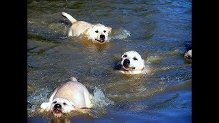 Labrador Father Teaches Puppies To Swim ADORABLE [upl. by Ellerahs663]