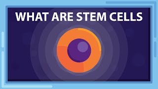 What are STEM CELLS And What Can they Do [upl. by Fenella624]