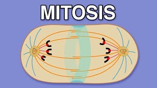 MITOSIS CYTOKINESIS AND THE CELL CYCLE [upl. by Ahtel42]