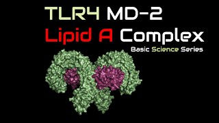 Tolllike receptor 4  LPS  Lipid A  MD2  Endotoxin  Immune System  Basic Science Series [upl. by Acim]