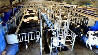 2 million cows milked [upl. by Adriano]