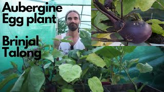 How to grow Aubergines in the UK and cold climates Eggplant Brinjal Talong [upl. by Harriet]