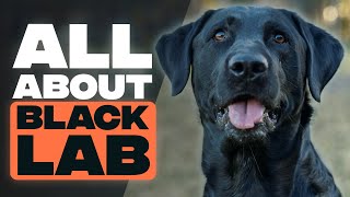 Black Labrador  A Brief Guide to Black Labrador Retrievers [upl. by Nobile]