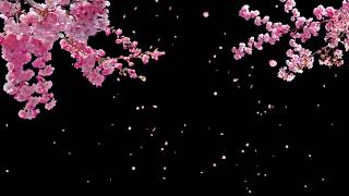 Cherry Blossom Tree with Falling Petals on Transparent Background  Stock Video [upl. by Linet531]