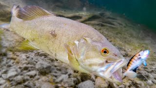 How Fish React To Different Lures Underwater Bite Footage [upl. by Ellertnom714]