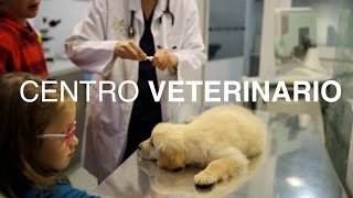 ¿Cómo es el día a día de un veterinario  Clínica veterinaria DOGKING [upl. by Drazze]